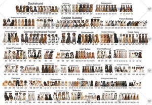 Personalised Dogs First Christmas Bauble, Puppy's 1st Xmas Tree Decoration, Multiple Breeds Available - Swipe to See